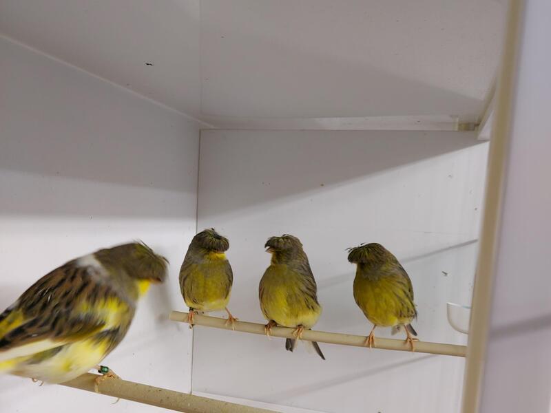 Pairs gloster canarys Birdtrader