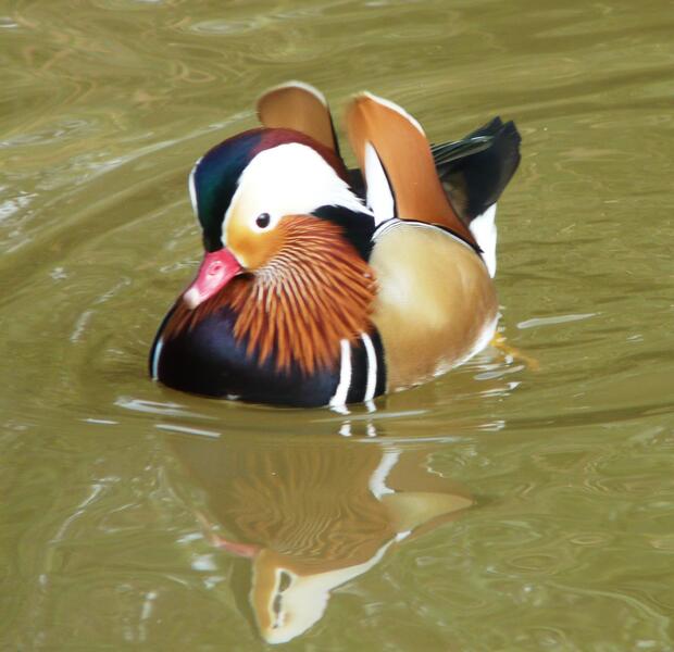 Mandarin Wood Ducks Birdtrader