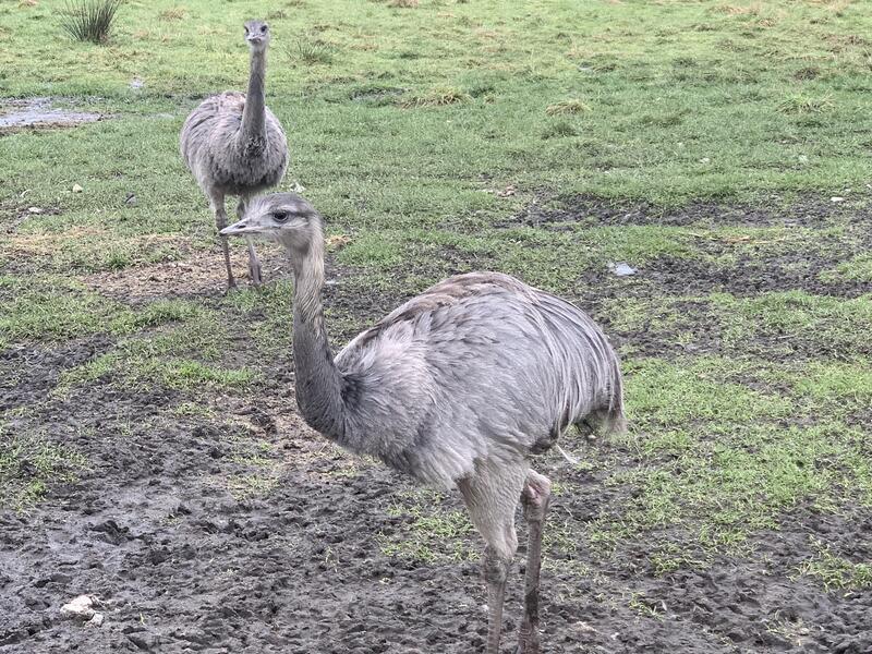 Juvenile female & male grey rhea for sale £200 each