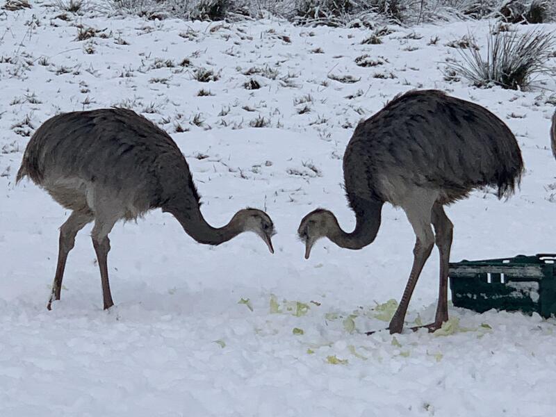 Juvenile female & male grey rhea for sale £200 each