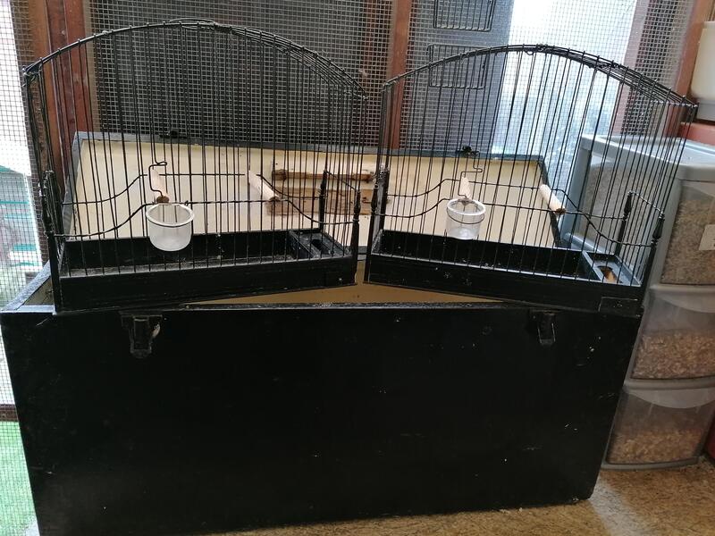 Border/Fife and gloster canary show cages Birdtrader