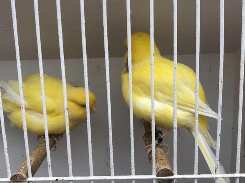 5 pairs and spare hen Border canaries for sale Birdtrader