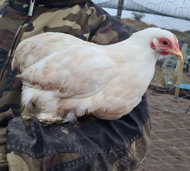 pekin bantam hens POL Birdtrader