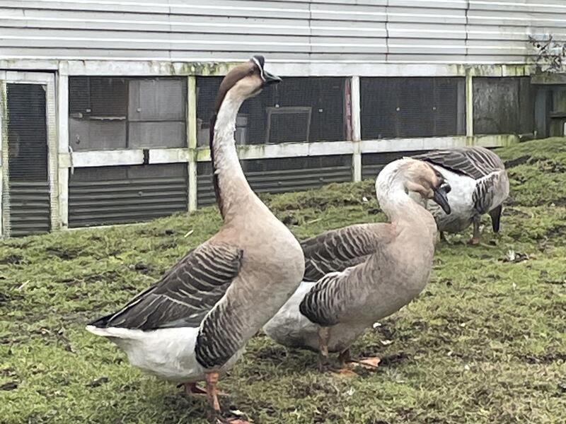 Chinese Geese For Sale Birdtrader