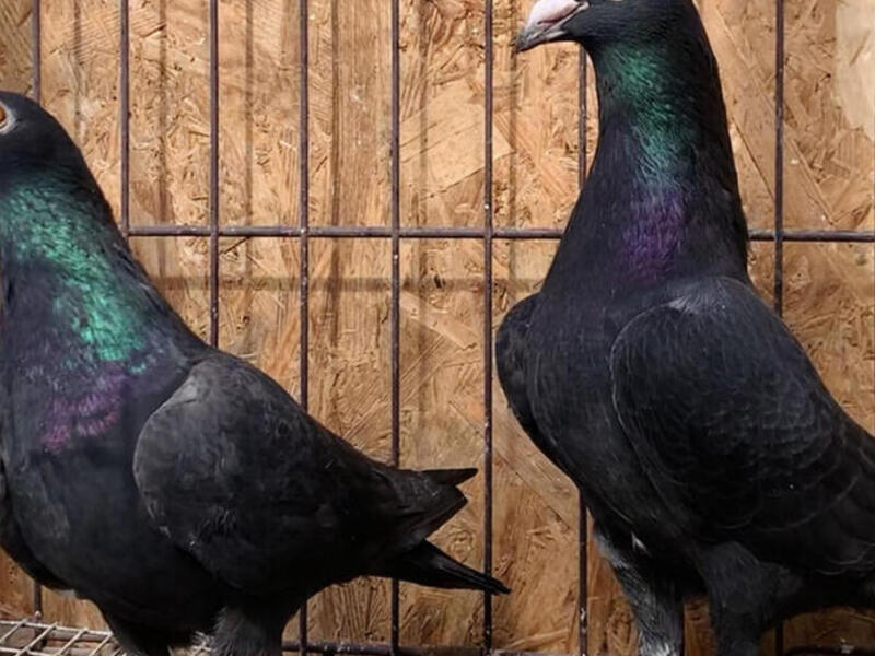 JET BLACK RACING PIGEONS FOR SALE. Birdtrader