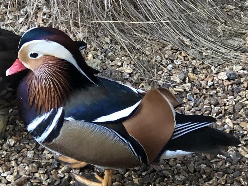 Mandarin Ducks for sale Birdtrader