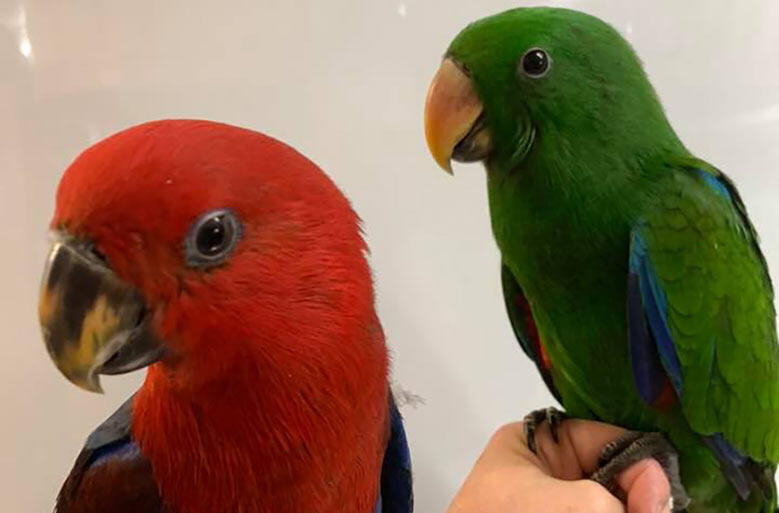 Eclectus parrots for sale Birdtrader
