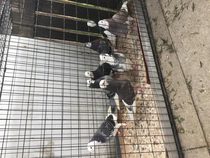 Top quality Birmingham rollers for sale Birdtrader