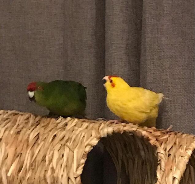 2 kakarikis for sale (pair) male and female Birdtrader