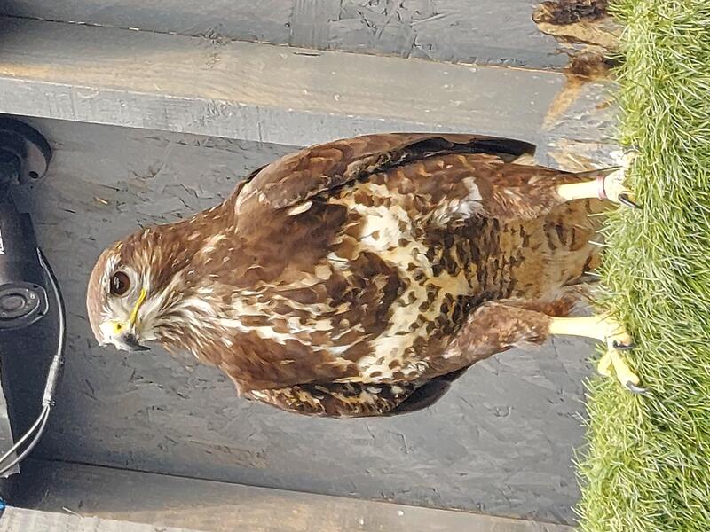 Nice Female buzzard Birdtrader