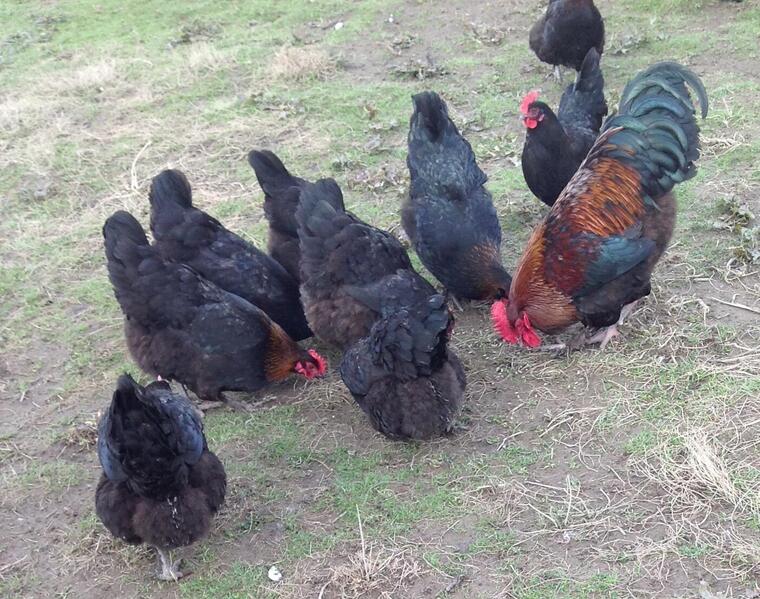 Poultry Copper Black Marans Chickens for sale Birdtrader