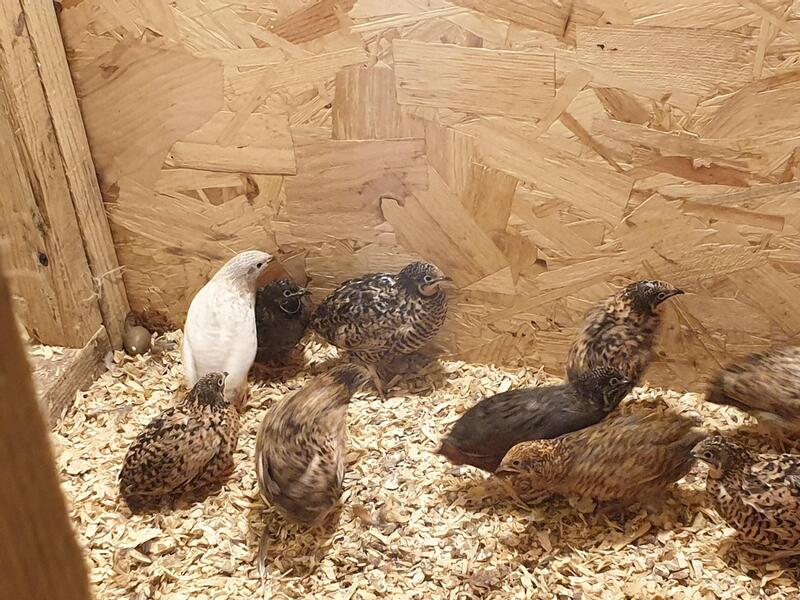 Chinese painted quail Birdtrader