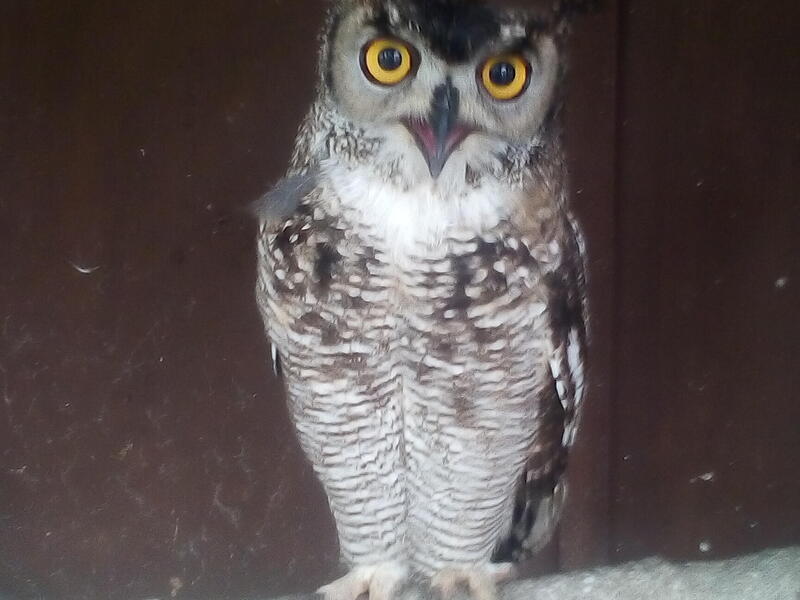 Owls for sale Birdtrader