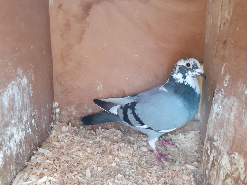 Racing pigeons for sale Birdtrader