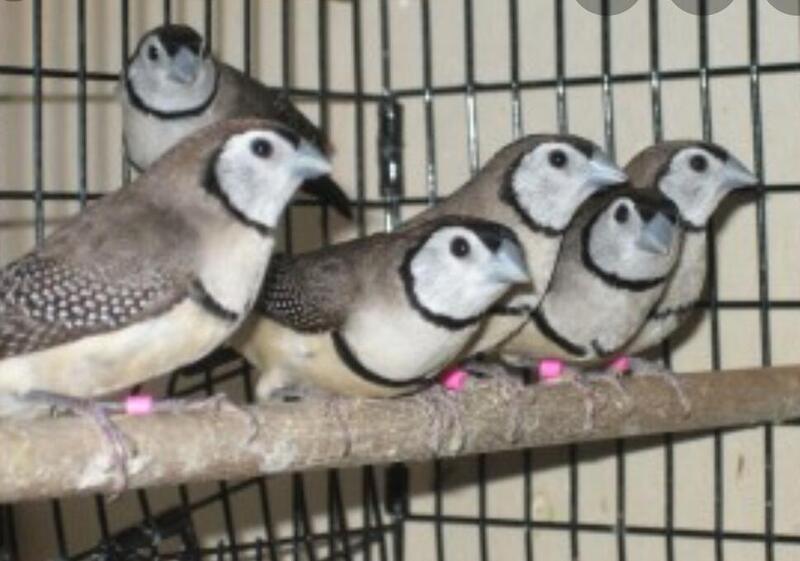12 Breeding pairs of owl finches for sale. 85 pounds for a pair