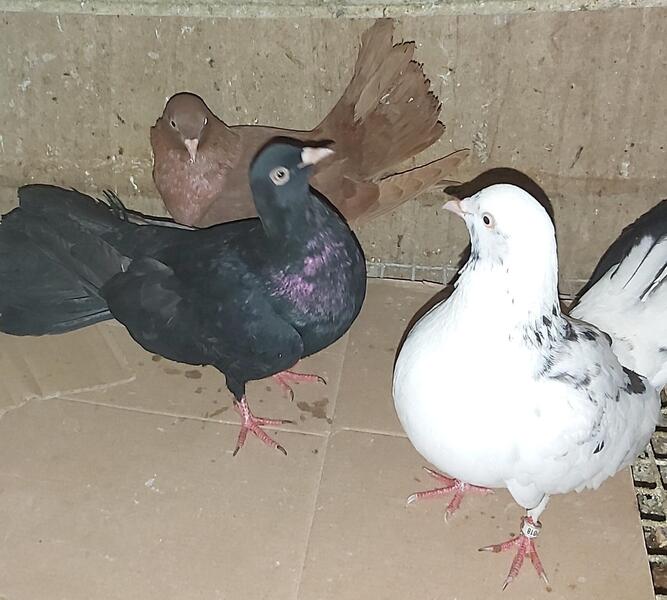 Birmingham Roller Pair & 3 Oriental Rollers Pigeons Birdtrader