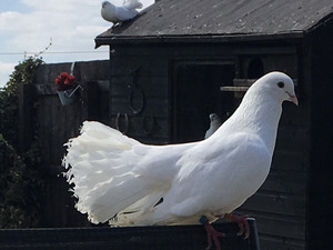 White Fantail Doves Birdtrader