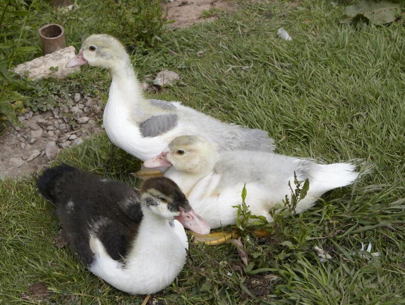 Muscovy Ducks & Ducklings various ages for sale Birdtrader