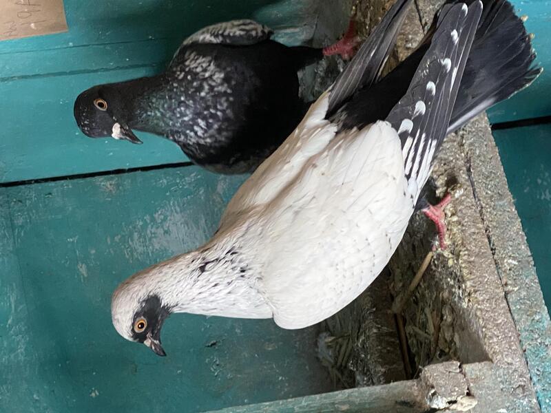 Various fancy pigeons for sale Birdtrader