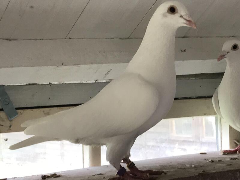 Pure white Logan racing pigeons Birdtrader