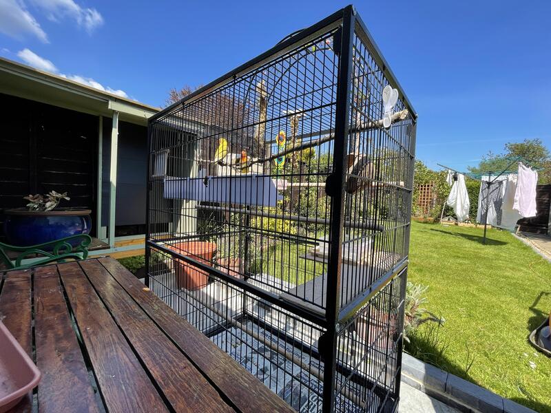 2 Lovebirds And Large Cage, Bought 4 Weeks Ago For £200 Birdtrader