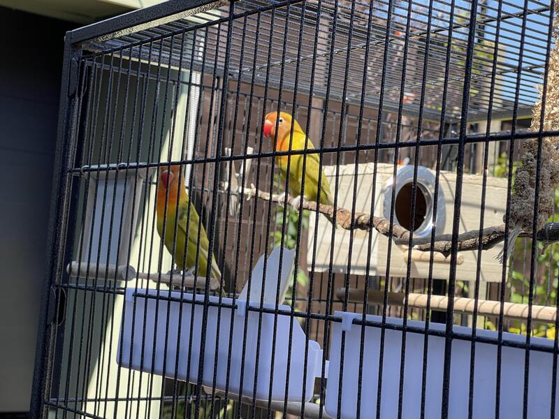 2 Lovebirds And Large Cage, Bought 4 Weeks Ago For £200 Birdtrader