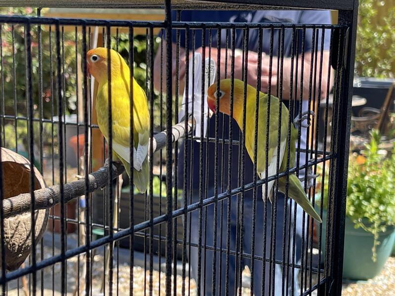 2 Lovebirds And Large Cage, Bought 4 Weeks Ago For £200 Birdtrader