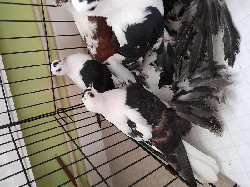 Pigeons for sale Birdtrader