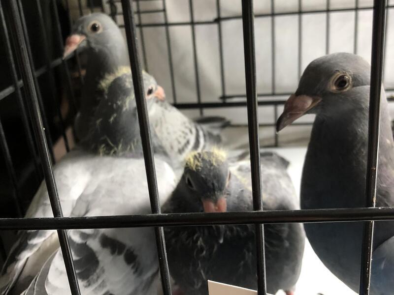 Racing pigeons for sale Birdtrader