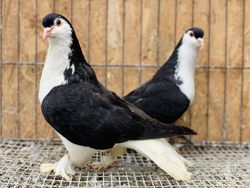 LAHORE/SHERAZI PIGEONS FOR SALE. Birdtrader