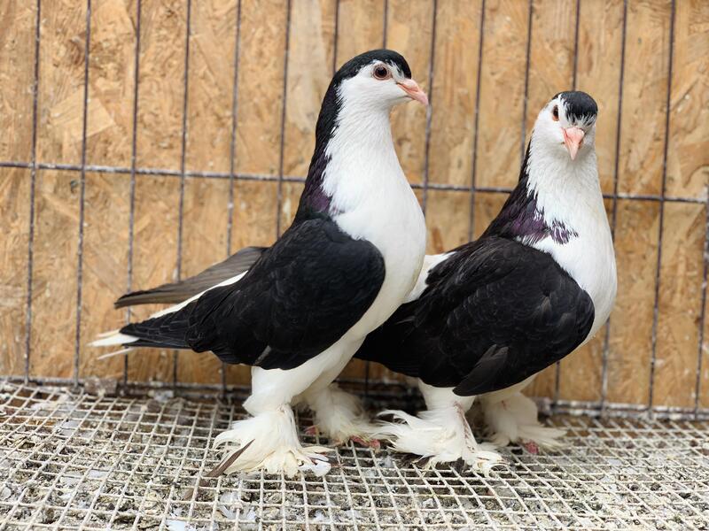 LAHORE/SHERAZI PIGEONS FOR SALE. Birdtrader