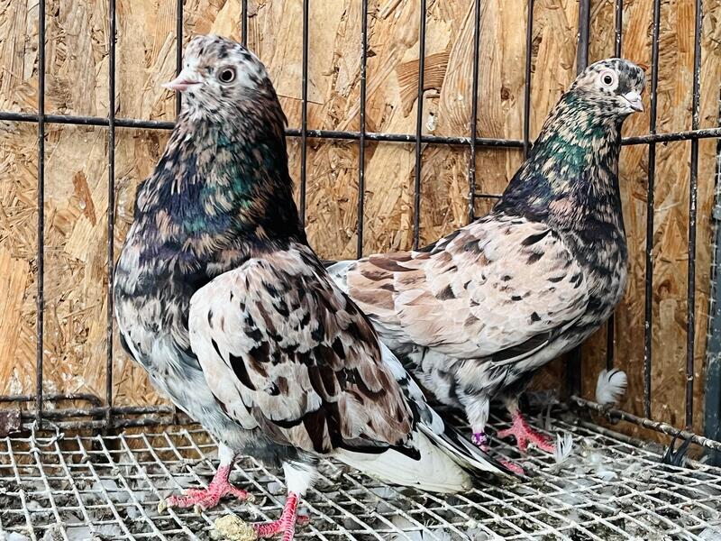 PORTUGUESE TUMBLER PIGEONS FOR SALE ( WORLDS SMALLEST PIGEONS