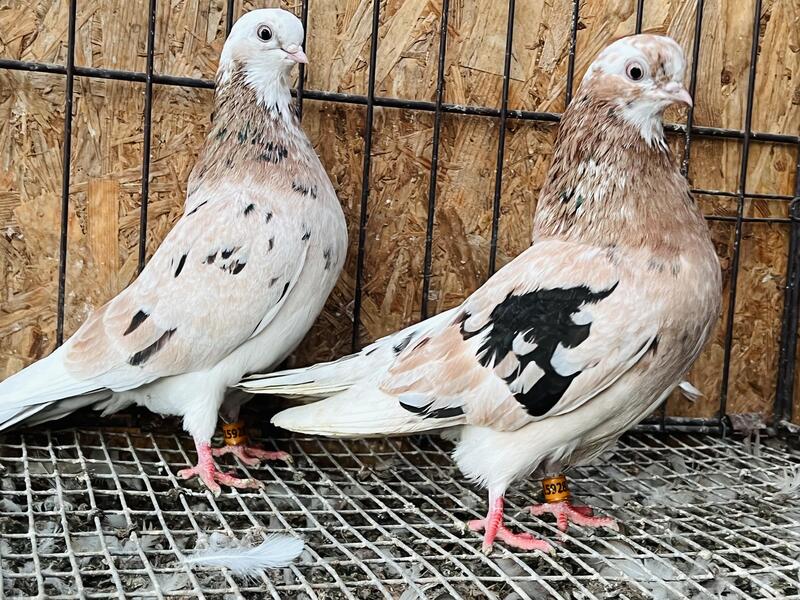 PORTUGUESE TUMBLER PIGEONS FOR SALE ( WORLDS SMALLEST PIGEONS
