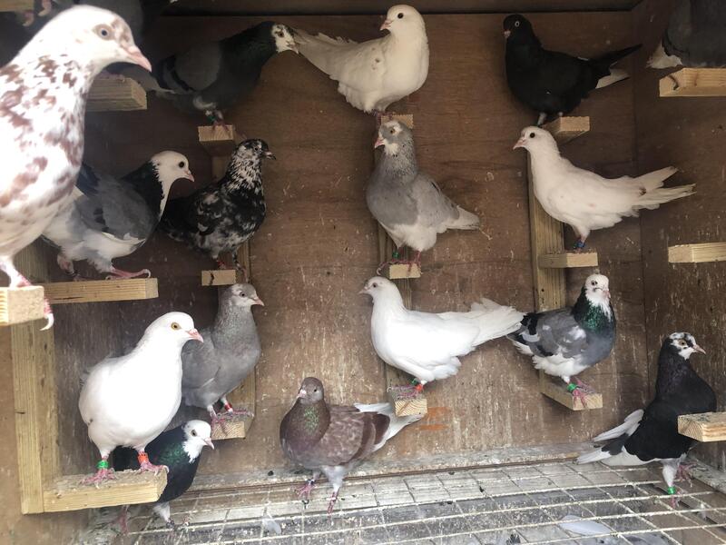 Kit of 20 Birmingham rollers for sale Birdtrader