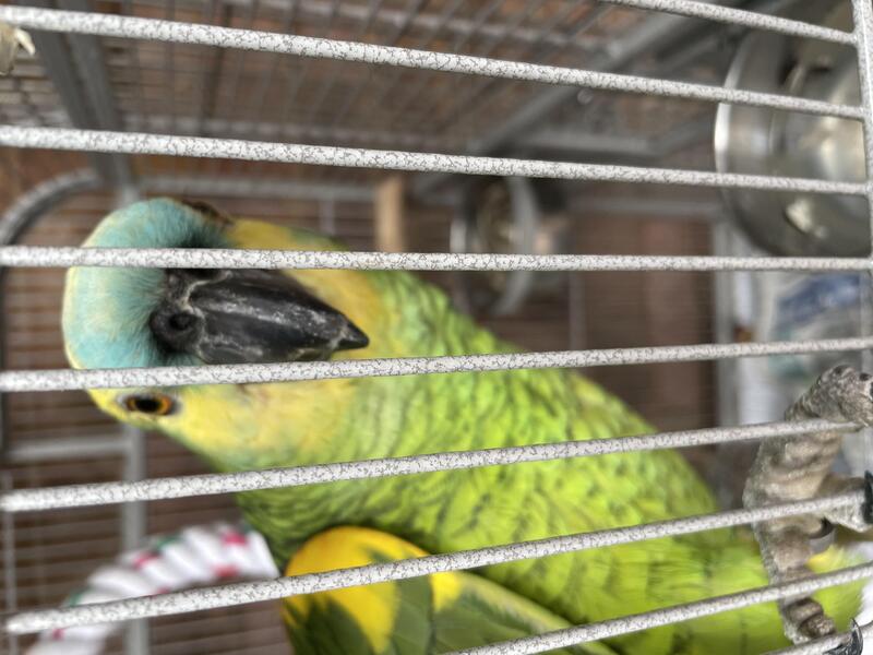 Pair blue fronted Amazons Birdtrader