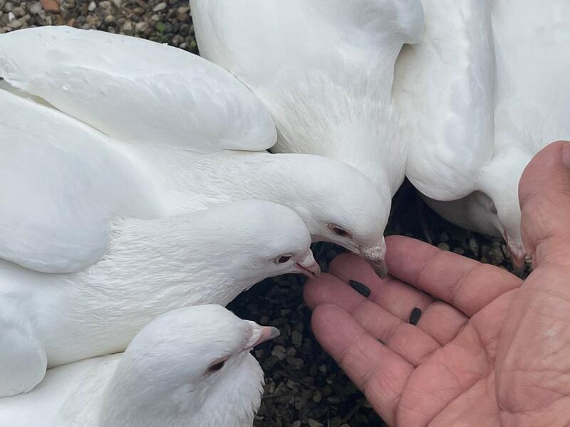 Pure White Doves For Sale Birdtrader