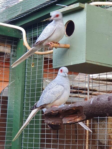 Diamond Doves For Sale | Birdtrader