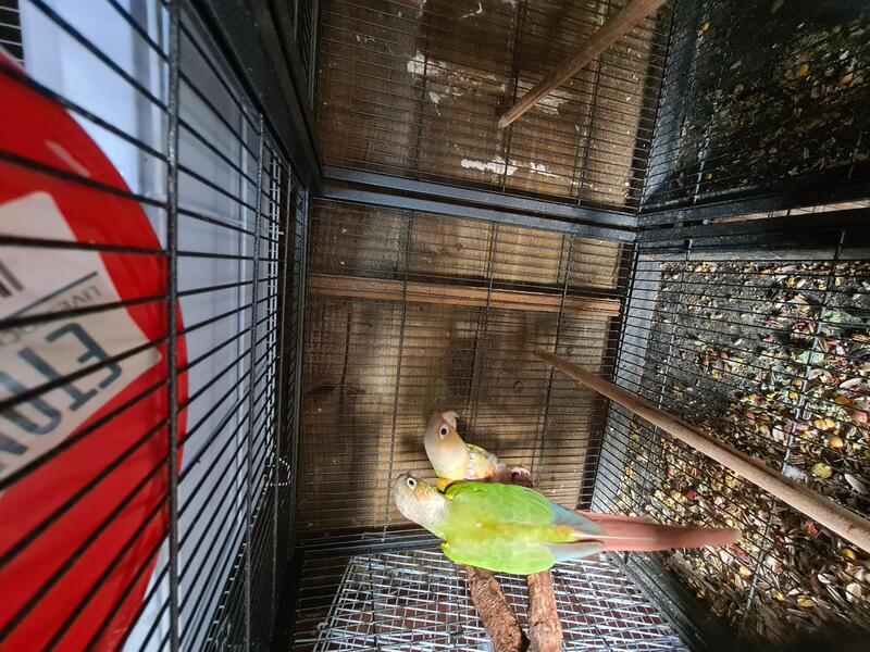 Breeding Pairs of Pineapple Conures plus set up Birdtrader