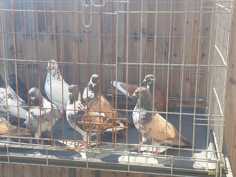 Mags and Mixed 10 Pigeons For Sale Birdtrader