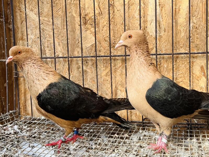 RARE COLOUR ARCHANGEL FANCY PIGEONS FOR SALE Birdtrader