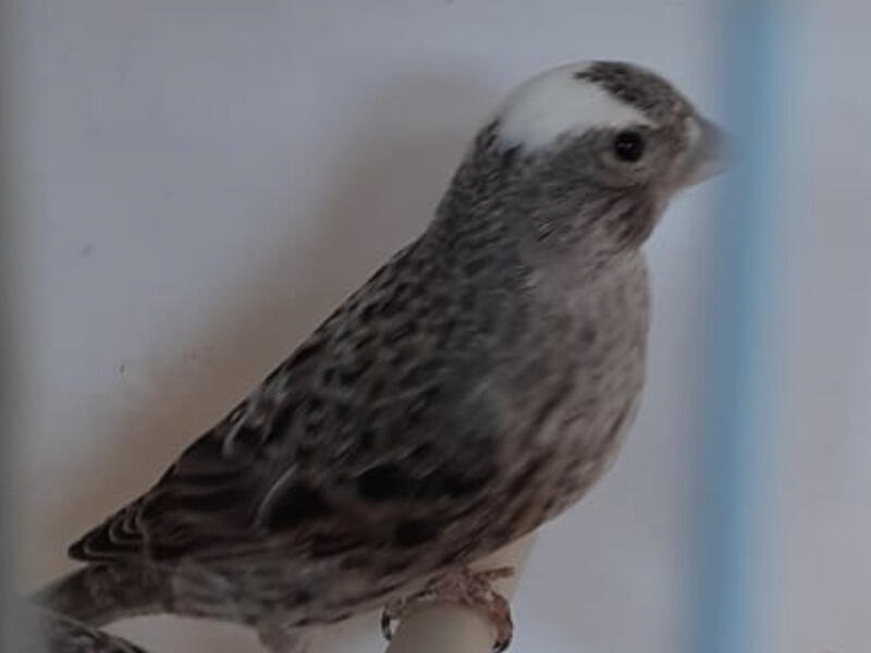 Blue Lizard Canaries For Sale Birdtrader