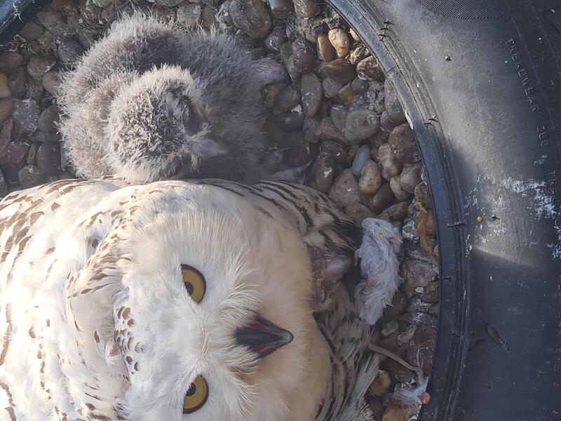Snowy owl's for sale. Birdtrader