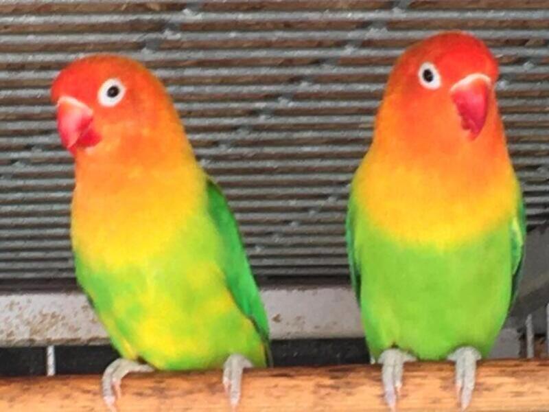 Mutation Fischers Lovebirds For Sale Birdtrader
