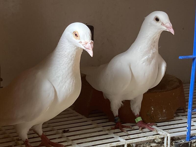 White racing pigeons Birdtrader