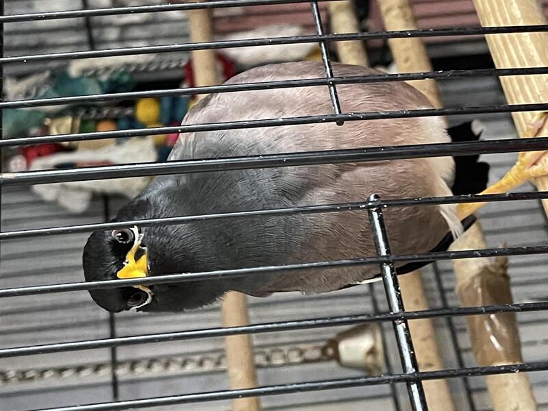 Common Mynah bird Birdtrader