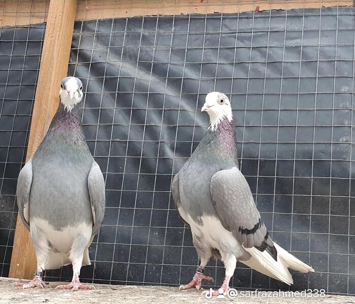 Jack Bowden tipplers pigeon for sale West Midlands Birdtrader