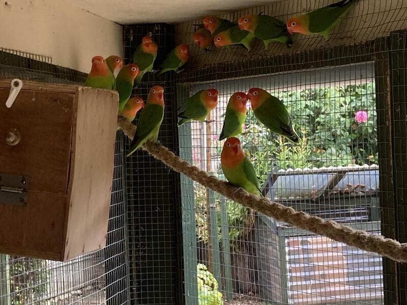 Nyasa lovebirds for sale Birdtrader