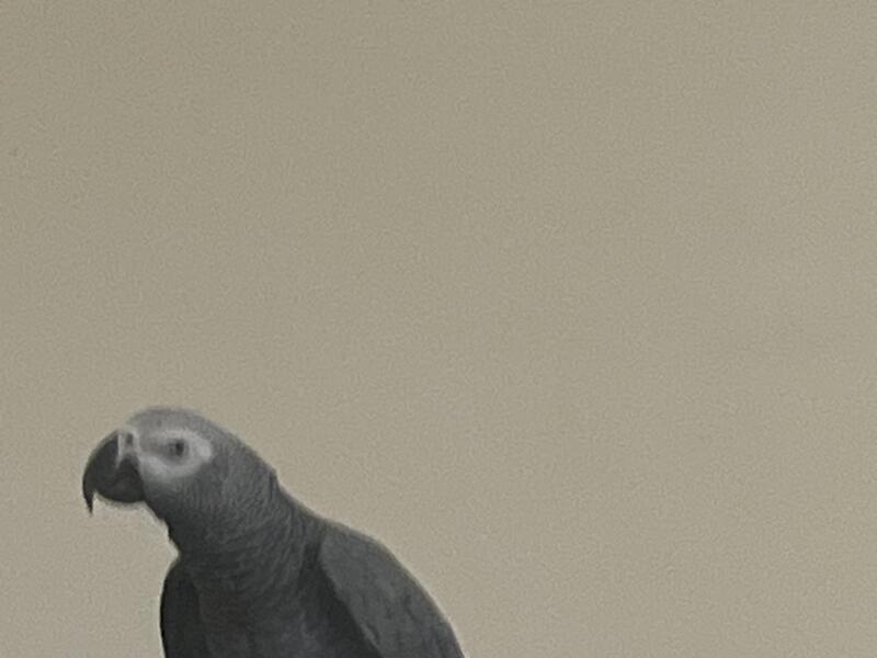 2 African greys Birdtrader
