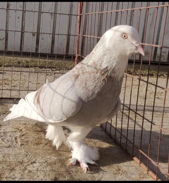 West Of England Pigeons For Sale Birdtrader