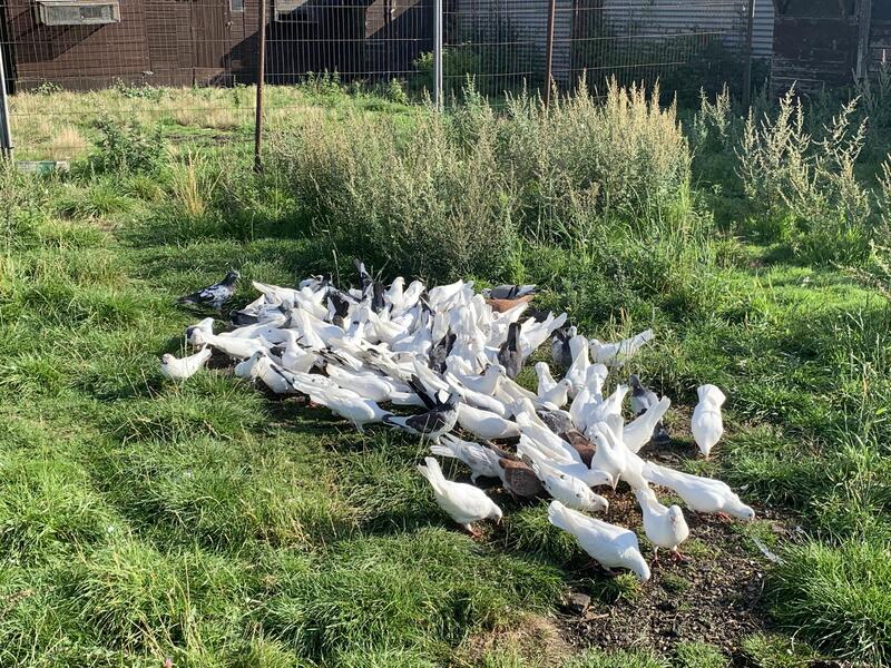 Pigeons for sale Birdtrader